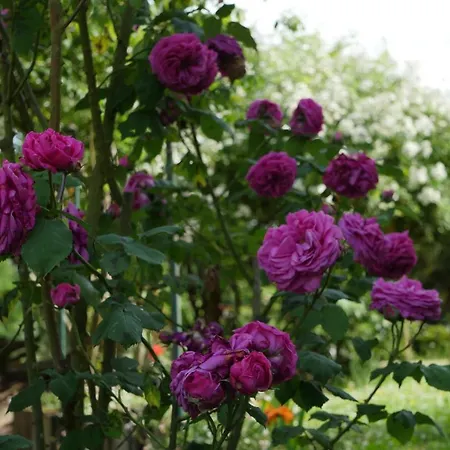 D'hotes Secret Pyrenees Bed & Breakfast